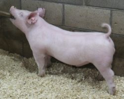 Sire: Jasper<br>
Sire of Dam: Leaps & Bounds 230-3
<br>
<a href="https://www.youtube.com/watch?v=Pua6RG9JLD0" target="_blank" rel="noopener noreferrer">YOUTUBE LINK</a>
