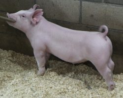 Sire: Times Up<br>
Sire of Dam: Leaps & Bounds 107-2
<br>
<a href="https://www.youtube.com/watch?v=e15pEpg7aM8" target="_blank" rel="noopener noreferrer">YOUTUBE LINK</a>