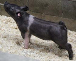 Sire: Breakthrough<br>
Sire of Dam: Wedding Night 119-2
<br>
<a href="https://www.youtube.com/watch?v=Wl54fZjDXjM" target="_blank" rel="noopener noreferrer">YOUTUBE LINK</a>