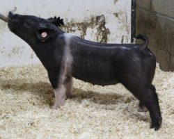 Sire: Breakthrough<br>
Sire of Dam: Wedding Night 119-2
<br>
<a href="https://www.youtube.com/watch?v=MAGabsReCDI" target="_blank" rel="noopener noreferrer">YOUTUBE LINK</a>