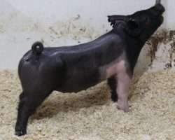 Sire: Breakthrough<br>
Sire of Dam: Wedding Night 119-2