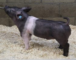 Sire: Breaking Rules 64-1<br>
Sire of Dam: Californication 116-9<br>
Weight 49