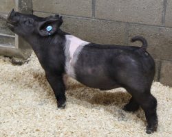 Sire: Break Through <br>
Sire of Dam: Teen Spirit 232-7<br>
Weight 53