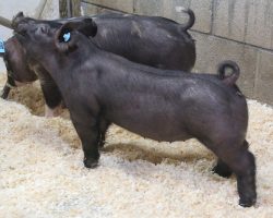 Sire: Junior<br>
Sire of Dam: Visionary 4-1<br>
Weight 46