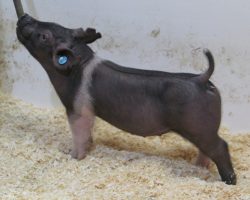 Sire: Breaking Rules 64-1<br>
Sire of Dam: Californication 116-9<br>
Weight 39