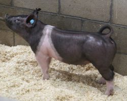 Sire: Junior<br>
Sire of Dam: Breaking Rules 204-11<br>
Weight 47