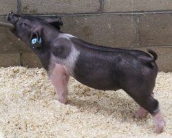 Sire: Junior<br>
Sire of Dam: Breaking Rules 204-11<br>
Weight 38