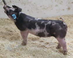 Sire: DW<br>
Sire of Dam: Loud Mouth 95-1<br>
Weight 46