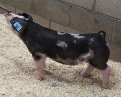 Sire: DW<br>
Sire of Dam: Loud Mouth 95-1<br>
Weight 44