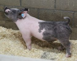 Sire: May We All<br>
Sire of Dam: Teen Spirit 107-3<br>
Weight 45