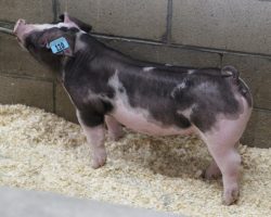 Sire: DW<br>
Sire of Dam: Loud Mouth 95-1<br>
Weight 61