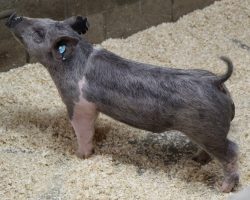 Sire: May We All<br>
Sire of Dam: Teen Spirit 107-3<br>
Weight 50