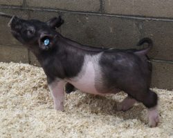Sire: Junior<br>
Sire of Dam: Breaking Rules 204-11<br>
Weight 33