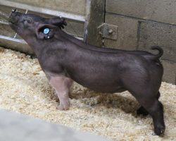 Sire: Outbreak<br>
Sire of Dam: Dirty Bill 37-10<br>
Weight 47