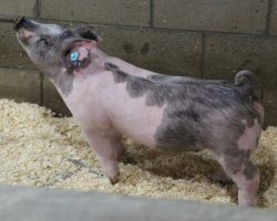 Sire: May We All<br>
Sire of Dam: Wedding Night 113-2<br>
Weight 64