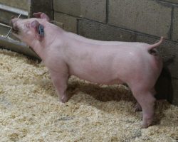 Sire: Boom Town<br>
Sire of Dam: Jack In The Box 130-8<br>
Weight 56