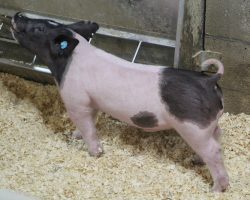 Sire: Outbreak <br>
Sire of Dam: Bad Man 51-1<br>
Weight 45