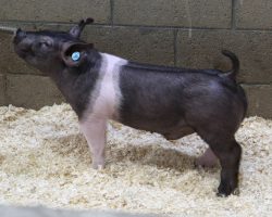 Sire: Breaking Rules 64-1<br>
Sire of Dam: Californication 116-9<br>
Weight 49