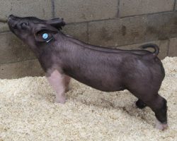 Sire: Outbreak <br>
Sire of Dam: Dirty Bill 37-10<br>
Weight 56