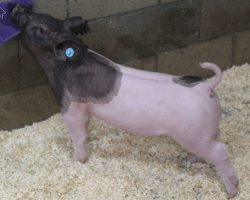 Sire: Outbreak <br>
Sire of Dam: Dirty Bill 37-10<br>
Weight 46