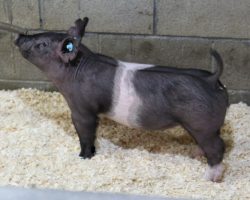 Sire: Breaking Rules 64-1<br>
Sire of Dam: Californication 116-9<br>
Weight 41
