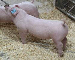 Sire: Boomawang <br>
Sire of Dam: First Take 10-7<br>
Weight 62