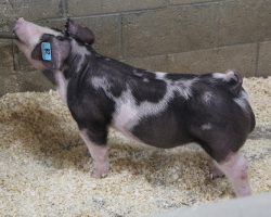 Sire: DW<br>
Sire of Dam: Loud Mouth 95-1<br>
Weight 61