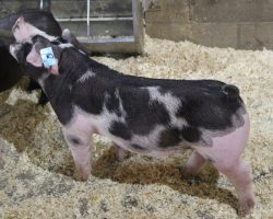 Sire: DW<br>
Sire of Dam: Loud Mouth 95-1<br>
Weight 53