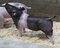 Sire: Breaking Rules 64-1<br>
Sire of Dam: Californication 116-9<br>
Weight 44