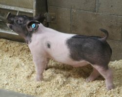 Sire: Breaking Rules<br>
Sire of Dam: Lock it Up 34-3<br>
Weight 41