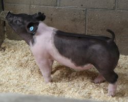 DOB 12/23/2020<br>
Sire: Breaking Rules<br>
Sire of Dam: Lock it Up 34-3<br>
Weight 45