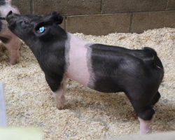 DOB 12/23/2020<br>
Sire: Break Through<br>
Sire of Dam: Teen Spirit 232-7<br>
Weight 51