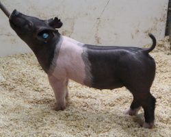 DOB 12/23/2020<br>
Sire: Break Through<br>
Sire of Dam: Teen Spirit 232-7<br>
Weight 52