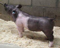 DOB 12/23/2020<br>
Sire: Breaking Rules 64-1<br>
Sire of Dam: Straight Survivor 142-2<br>
Weight 54