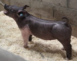 Sire: Breaking Rules 64-1<br>
Sire of Dam: Straight Survivor 142-2<br>
Weight 38