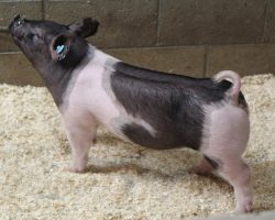 Sire: Breaking Rules 64-1<br>
Sire of Dam: Californication 116-9<br>
Weight 56