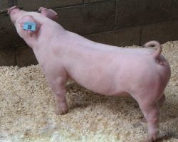 Sire: Boom Town<br>
Sire of Dam: Over The Top 13-8<br>
Weight 69