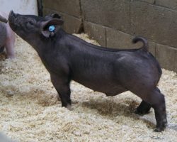 Sire: Junior <br>
Sire of Dam: Outta Line 250-1<br>
Weight 44