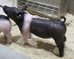 Sire: Outbreak<br>
Sire of Dam: Teen Spirit 108-8<br>
Weight 56