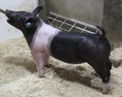 Sire: Outbreak<br>
Sire of Dam: Dirty Secret 244-12<br>
Weight 62