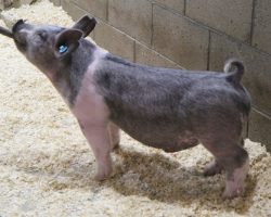 Sire: May We All<br>
Sire of Dam: Teen Spirit 192-2<br>
Weight 58