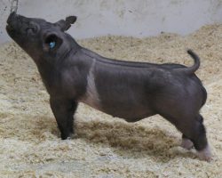 Sire: Breaking Rules 64-1<br>
Sire of Dam: Wedding Blues 219-4<br>
Weight 64