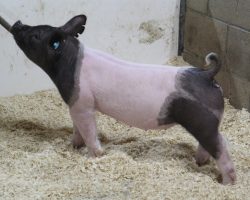 Sire: Outbreak<br>
Sire of Dam: Teen Spirit 108-8<br>
Weight 50