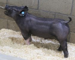 Sire: Junior <br>
Sire of Dam: Outta Line 250-1<br>
Weight 49