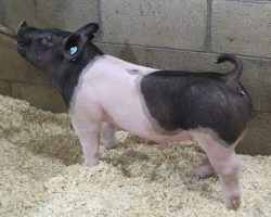 Sire: Outbreak<br>
Sire of Dam: Teen Spirit 108-8<br>
Weight 60