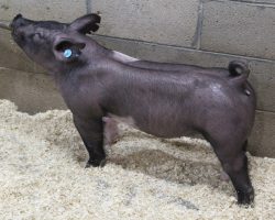 Sire: Outbreak<br>
Sire of Dam: Teen Spirit 108-8<br>
Weight 65