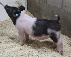 Sire: Foresight<br>
Sire of Dam: Rule 21 223-5<br>
Weight 48