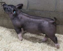 Sire: Breaking Rules 64-1<br>
Sire of Dam: Sunshine & Whiskey 41-1<br>
Weight 65