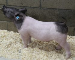 Sire: Outbreak<br>
Sire of Dam: Foresight 198-6<br>
Weight 42