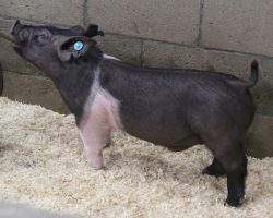 Sire: May We All<br>
Sire of Dam: Wedding Night 113-2<br>
Weight 58